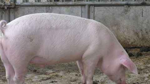 Wildökologe kritisiert Strategien gegen Afrikanische Schweinepest