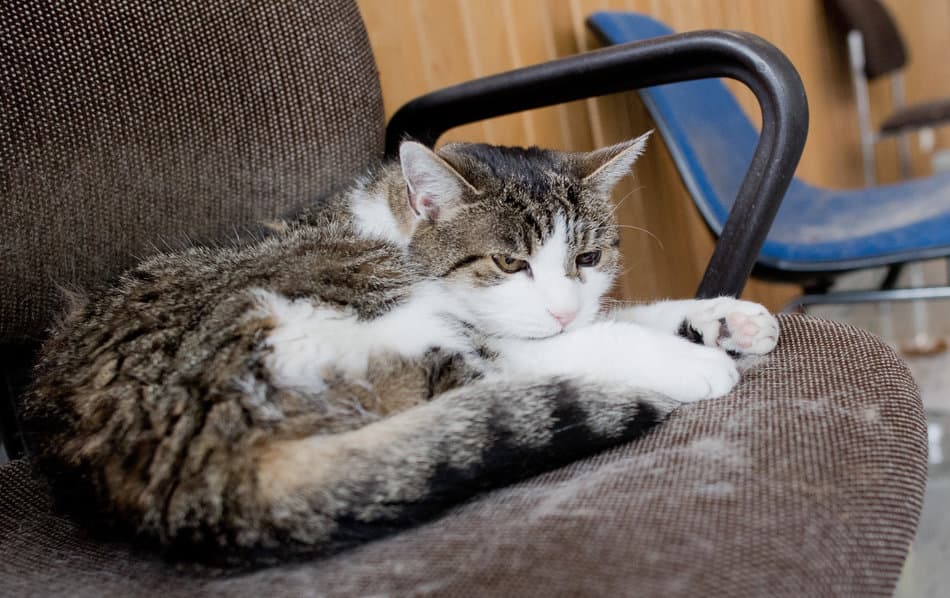 Flüchtiger Kater macht Busfahrer die Position am Steuer streitig