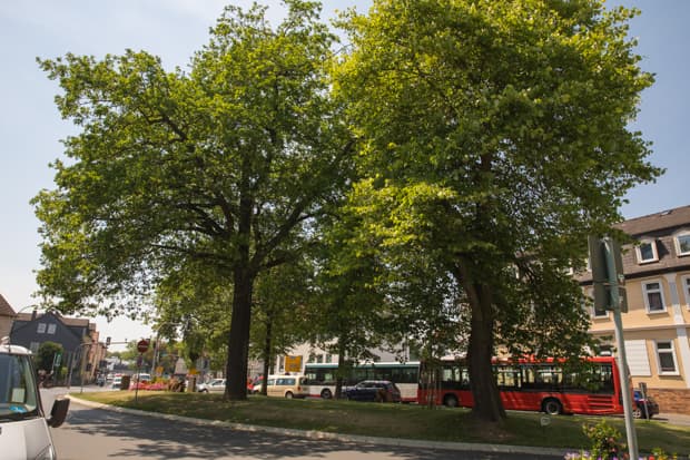 Ludwigsplatz-Linden müssen doch nicht gefällt werden