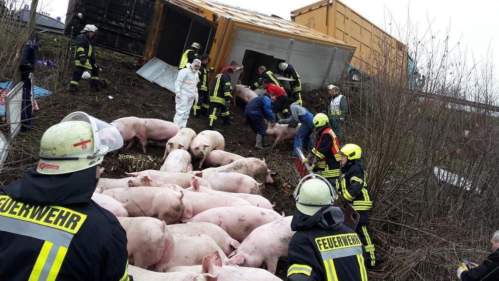 Viehtransporter mit 81 Schweinen landet im Graben