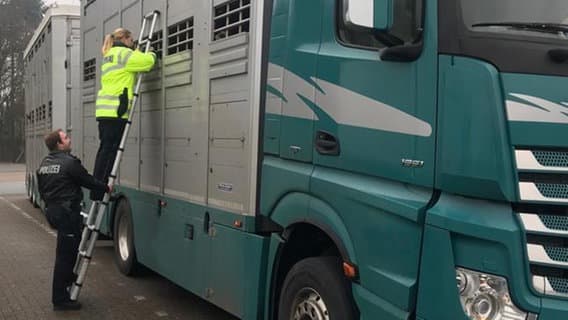 Viehtransporter hat 36 Schweine zu viel an Bord
