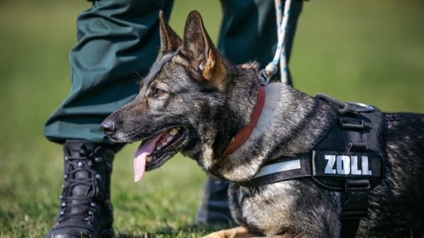 Drogenhund erschnüffelt 14 Kilo Marihuana in Lkw-Reifen