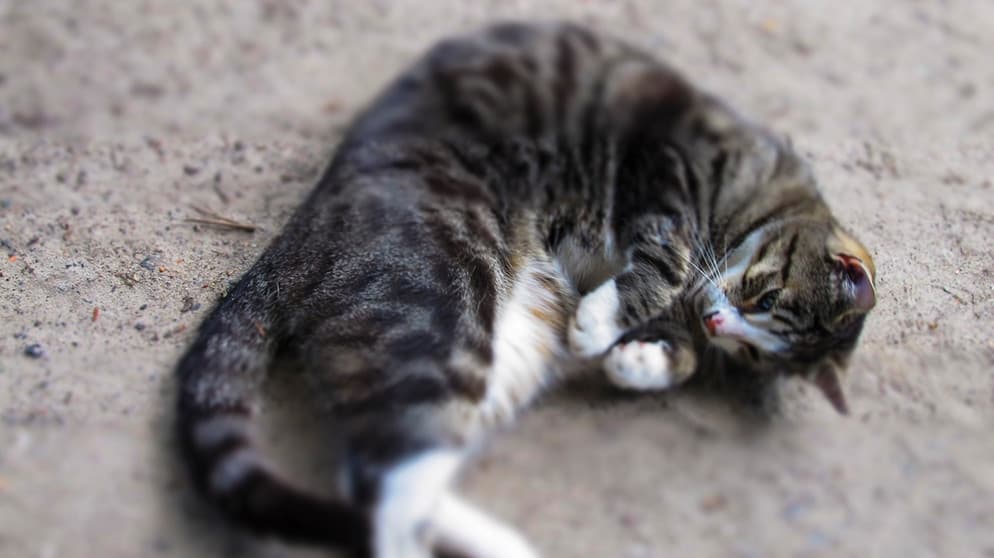 Blinder Passagier im Lkw: Hofer Katze bleibt in der Schweiz