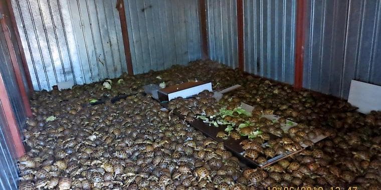 Unter frischem Kohl versteckt: 4100 Schildkröten in Lkw nach Russland geschmuggelt