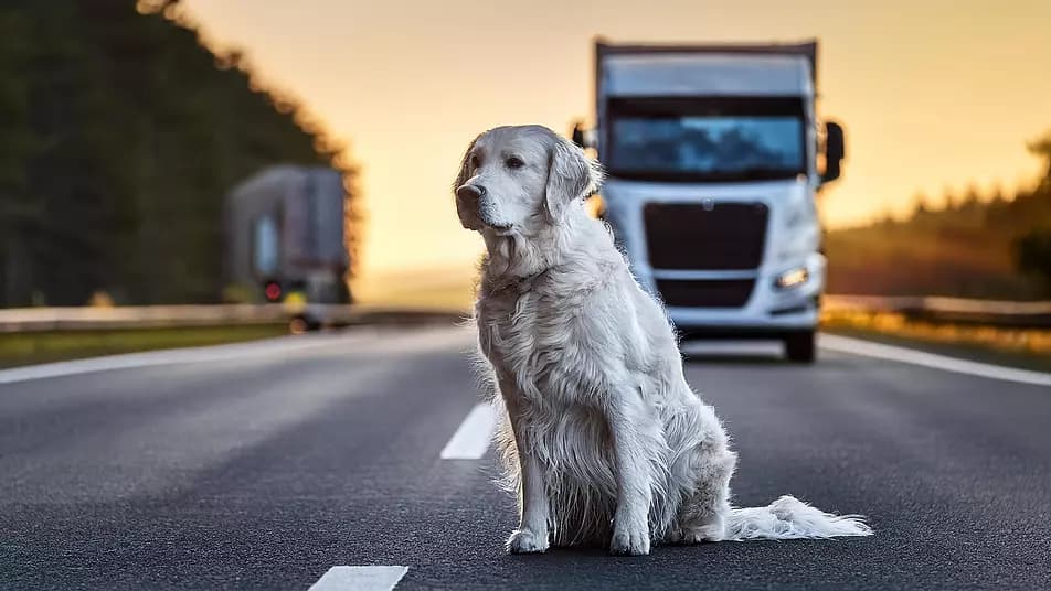 Saß verängstigt "mitten auf der Fahrbahn": Lkw-Fahrer rettet herrenlosen Hund von fränkischer Bundesstraße