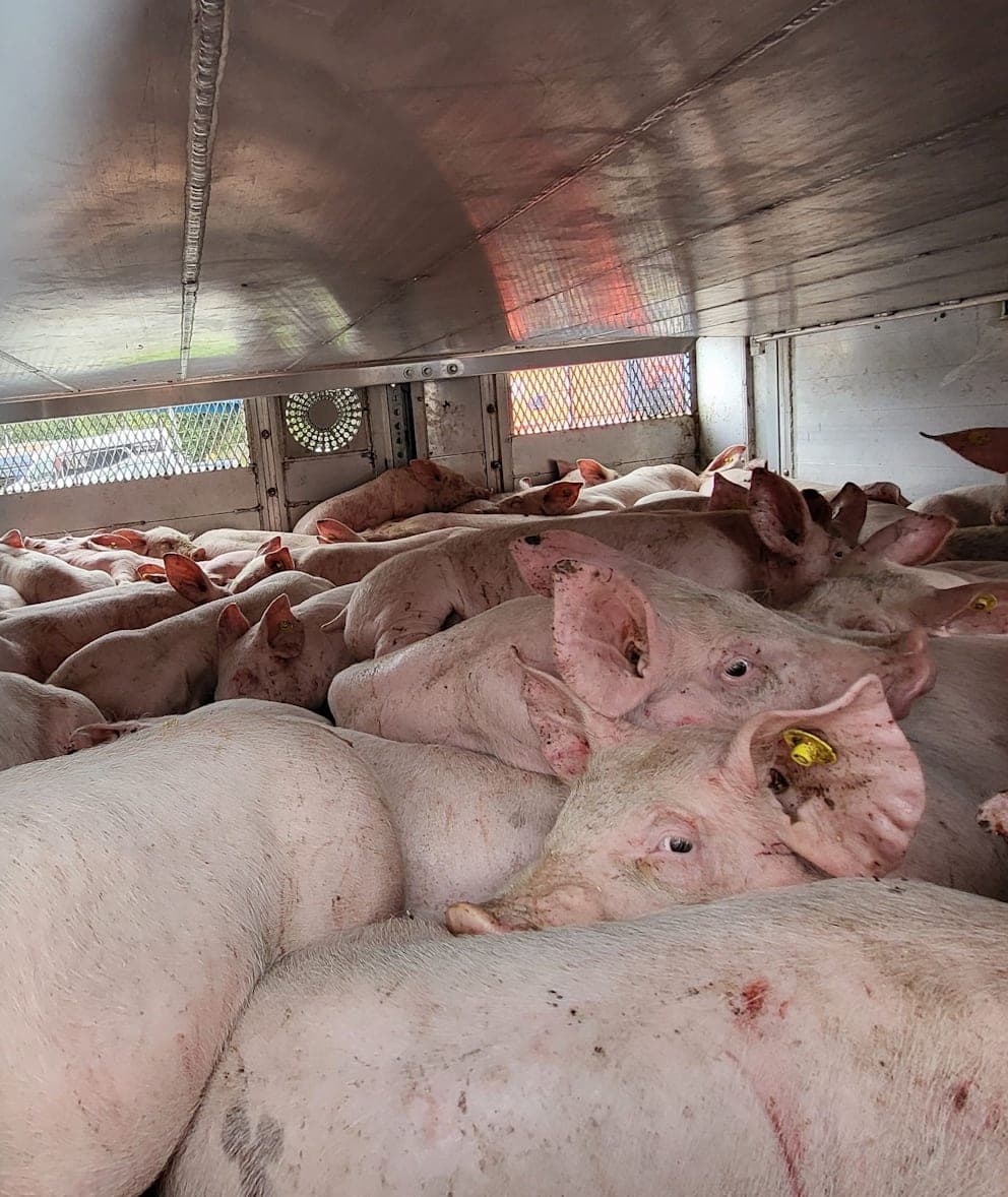 Lkw-Fahrer hatte 233 Schweine zu viel an Bord